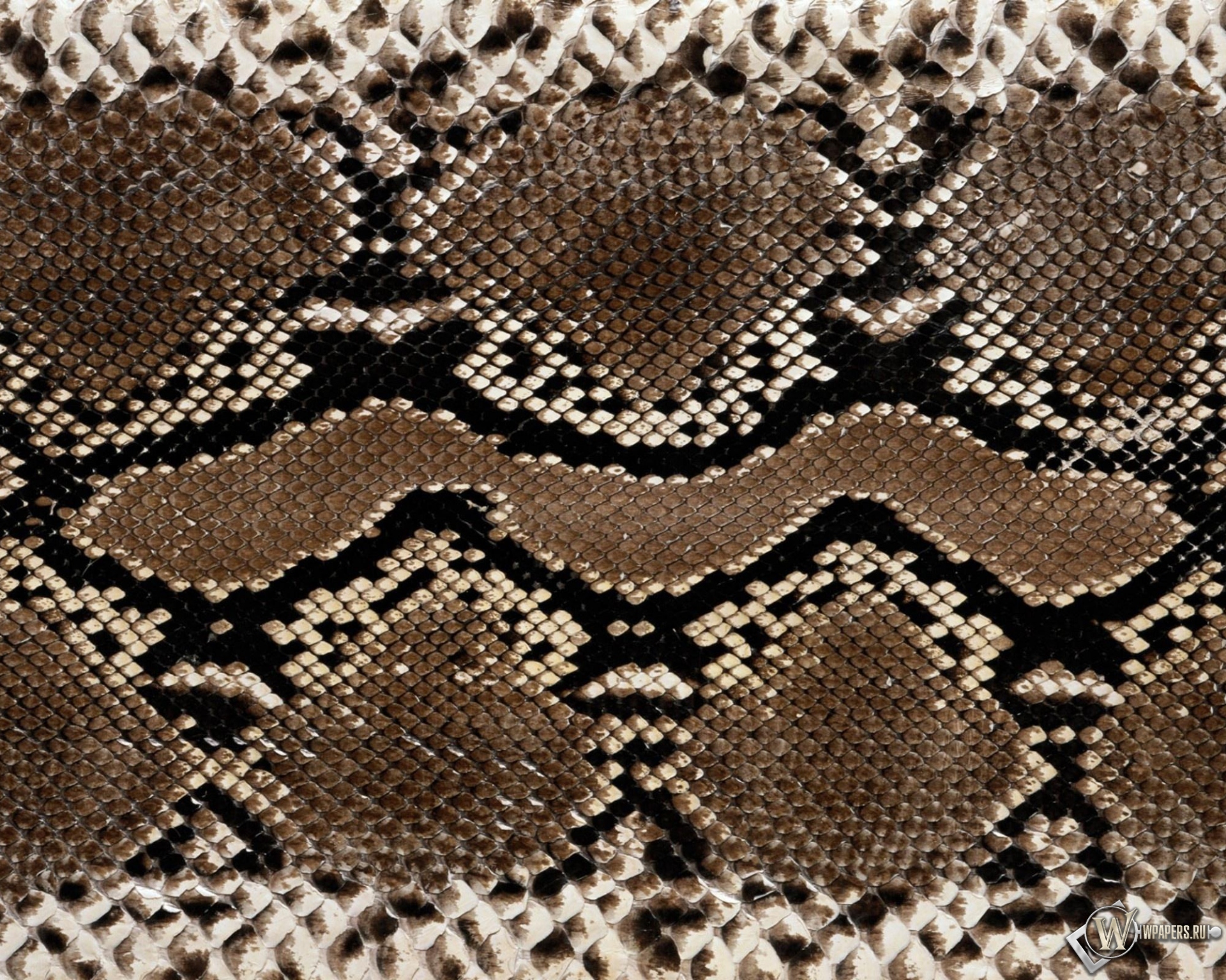 Кожа змеи 1920x1536