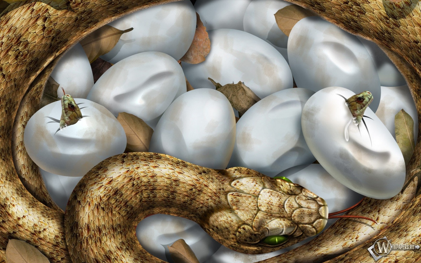 Змеиные яйца 1440x900