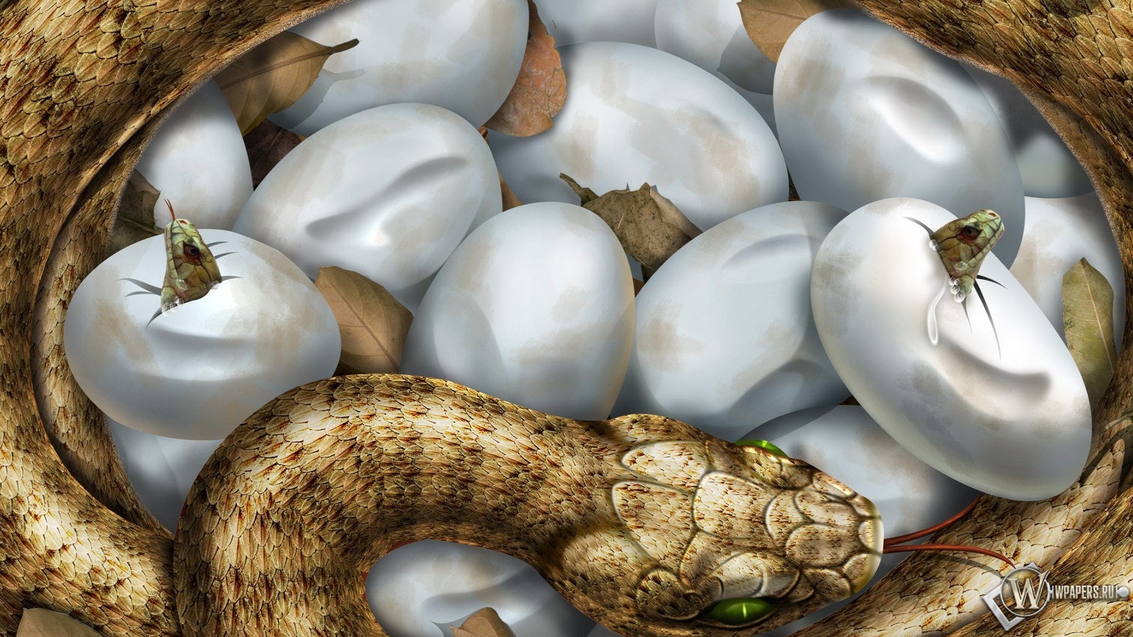 Змеиные яйца 1600x900