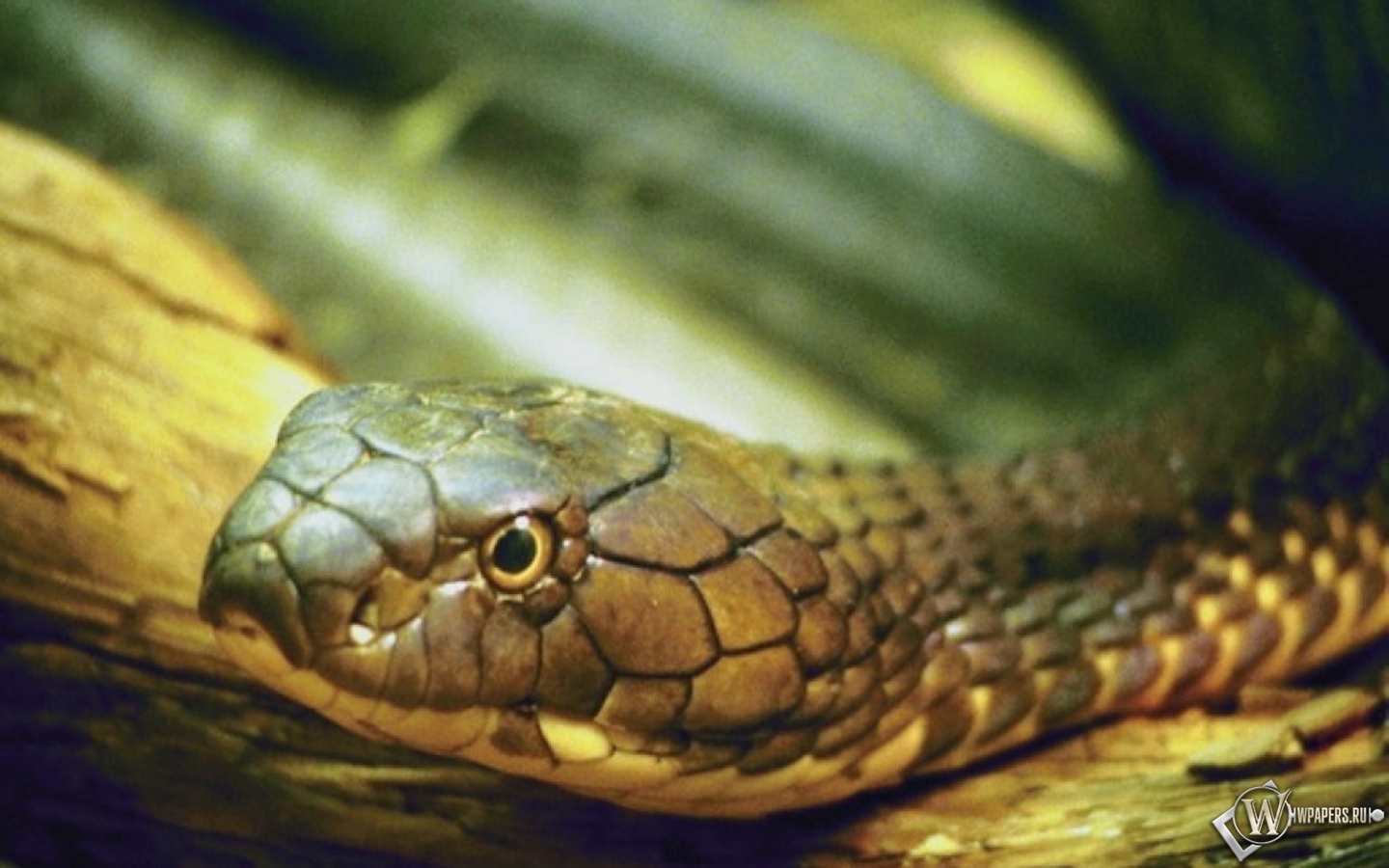 Змея 1440x900