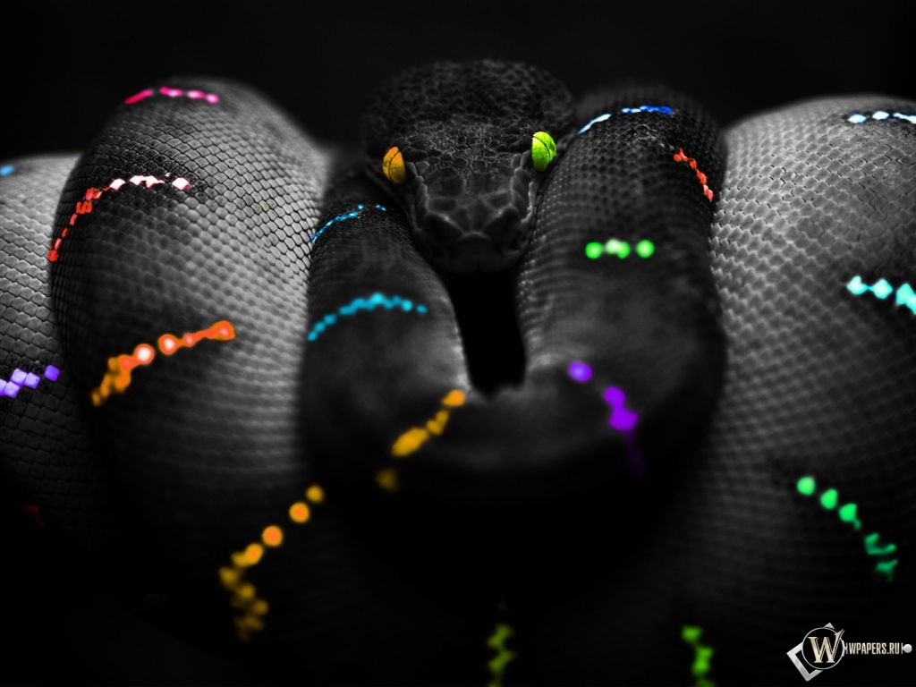 Цветная змея 1024x768