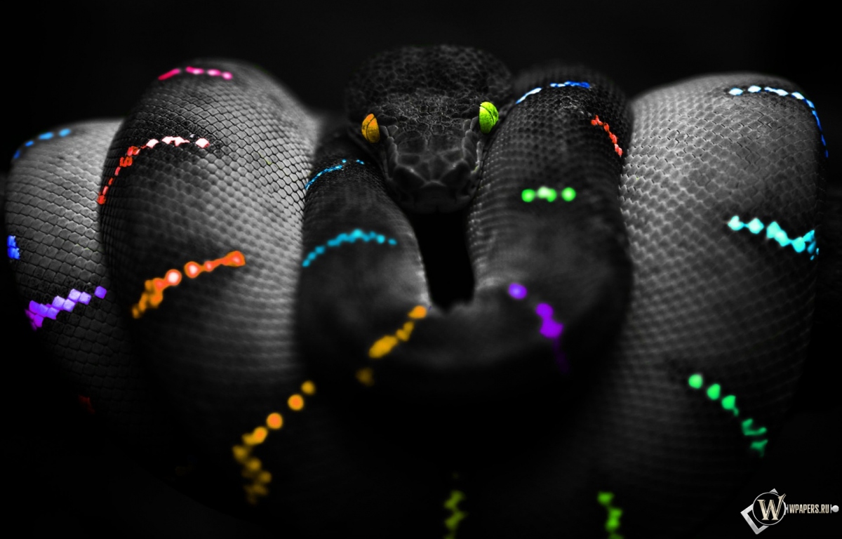 Цветная змея 1200x768