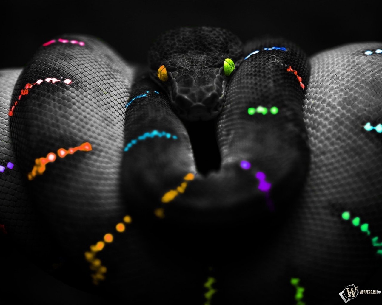 Цветная змея 1280x1024