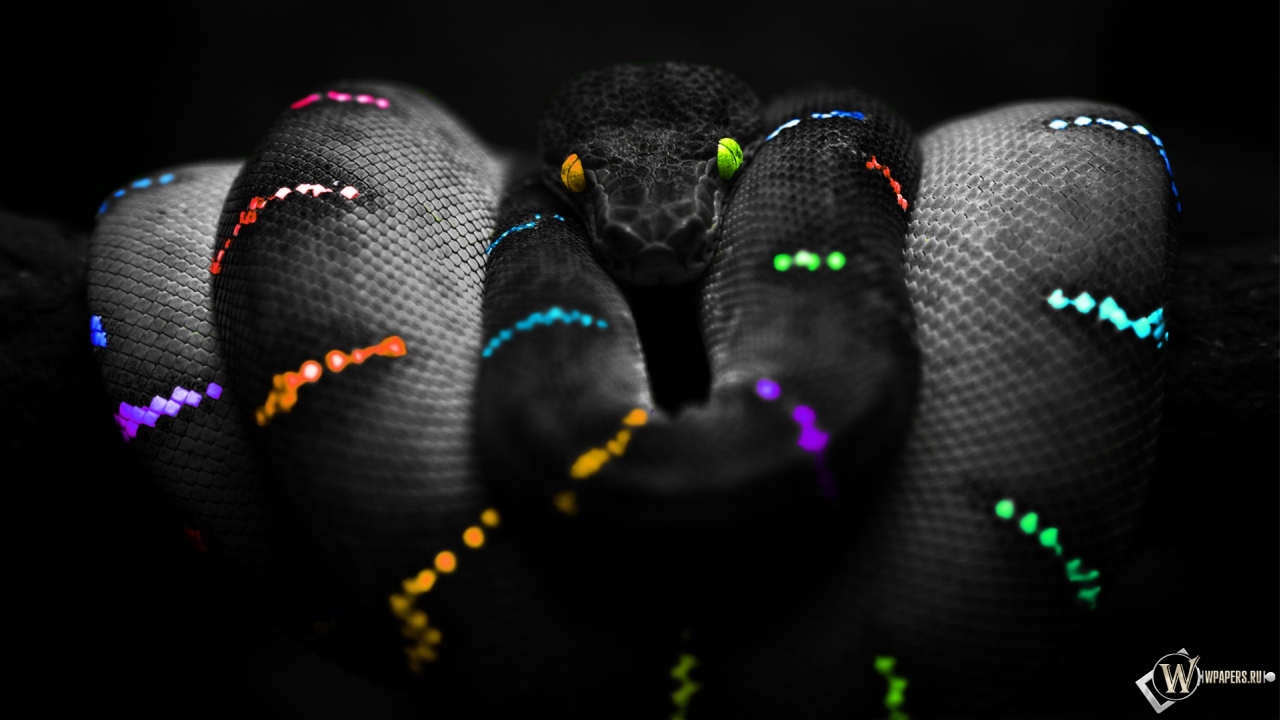 Цветная змея 1280x720