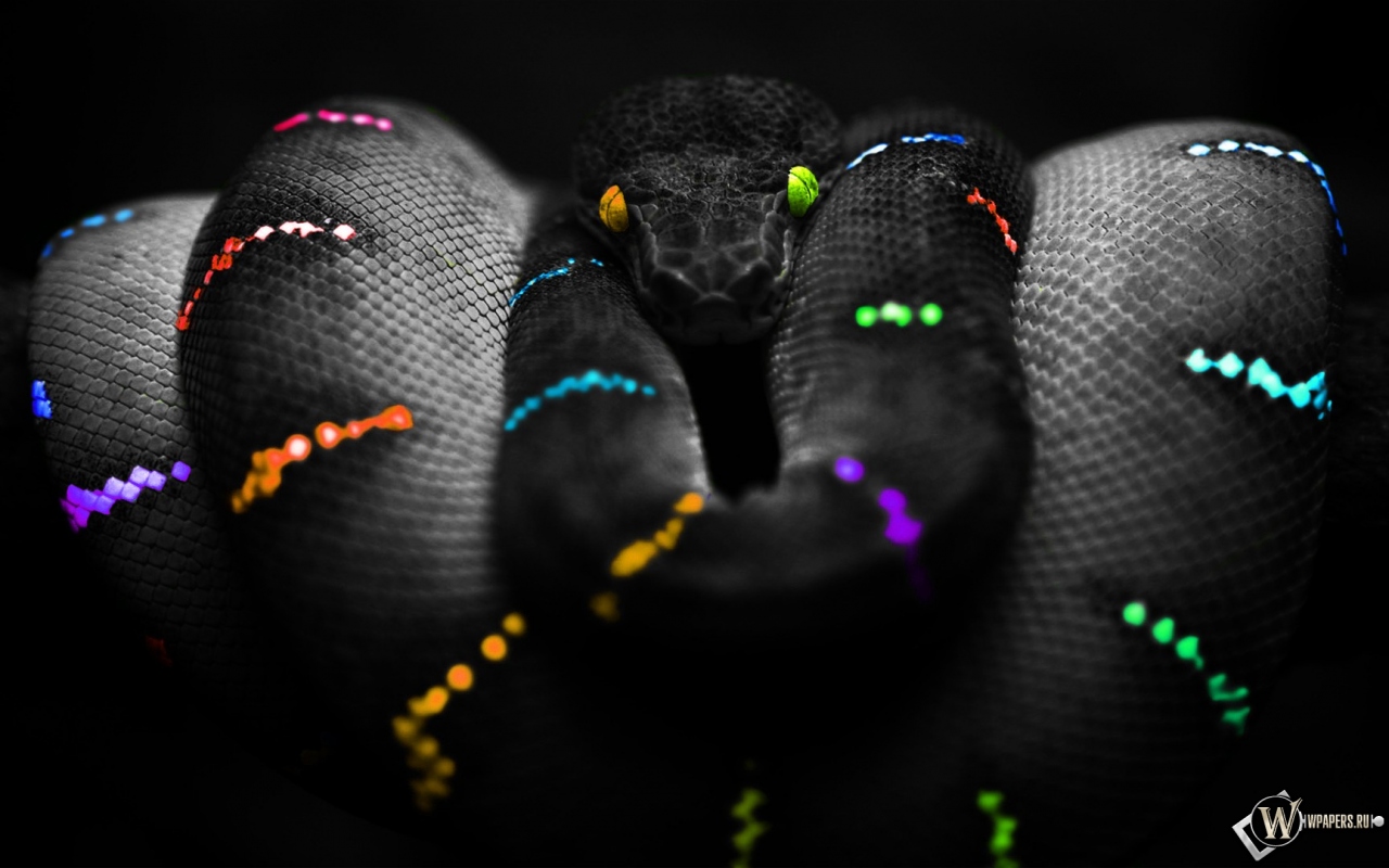 Цветная змея 1280x800