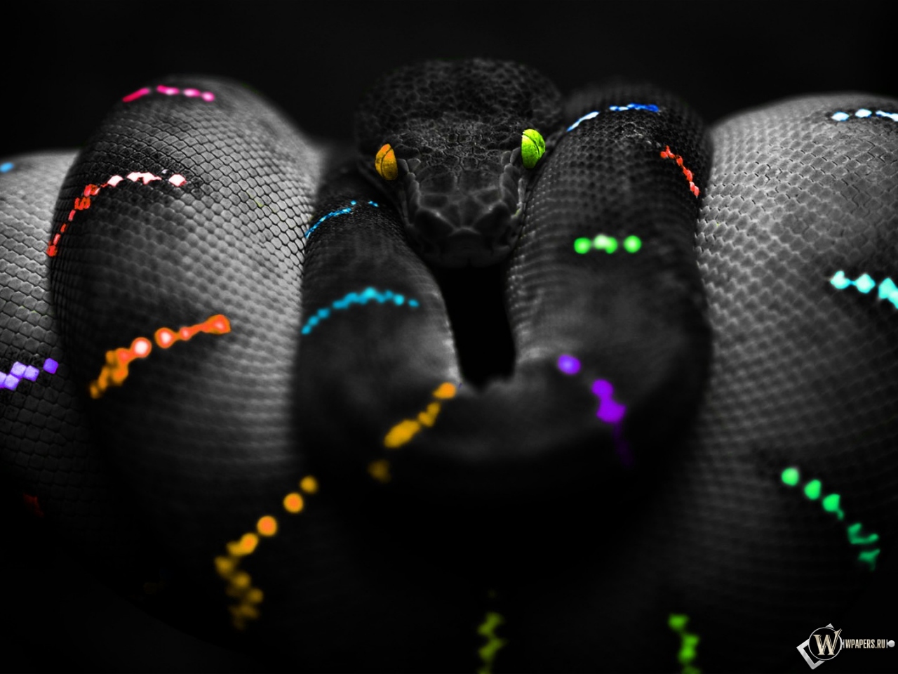 Цветная змея 1280x960