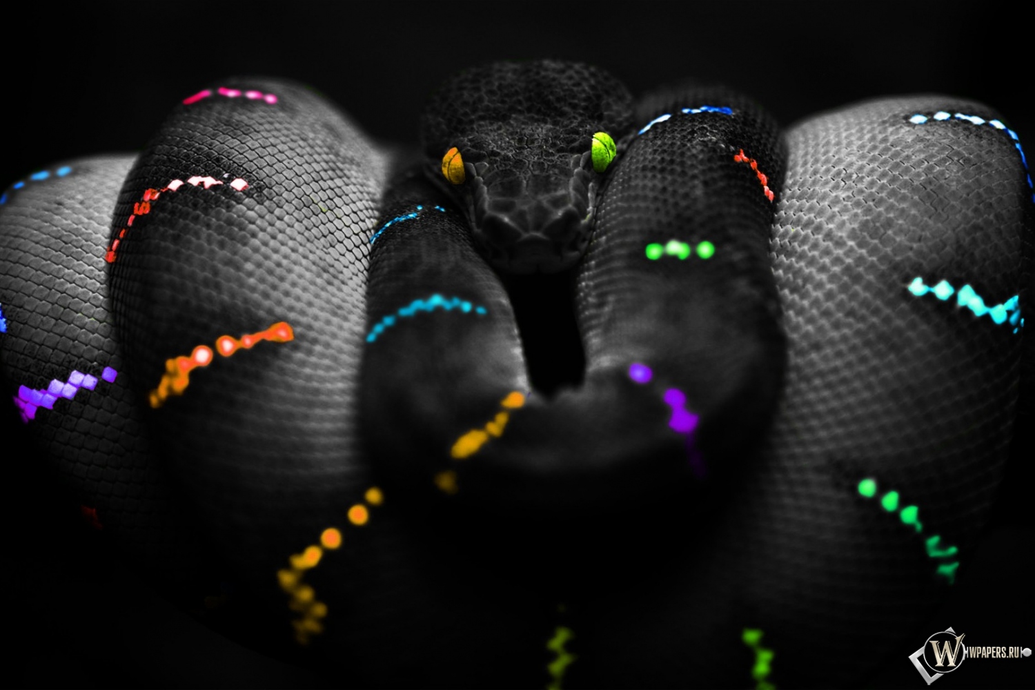 Цветная змея 1500x1000