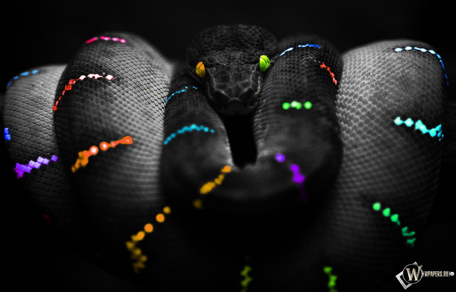 Цветная змея 1600x1024