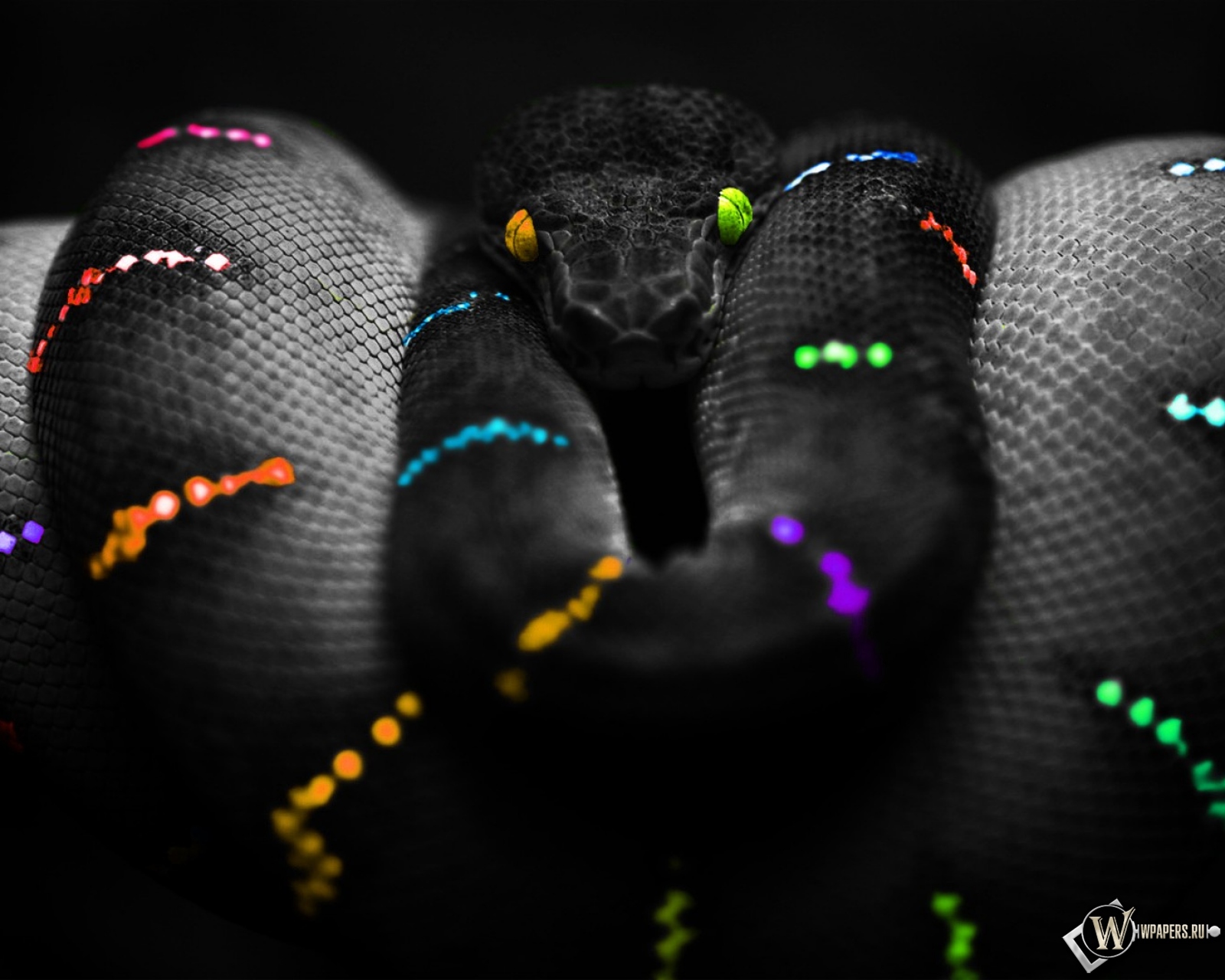 Цветная змея 1600x1280