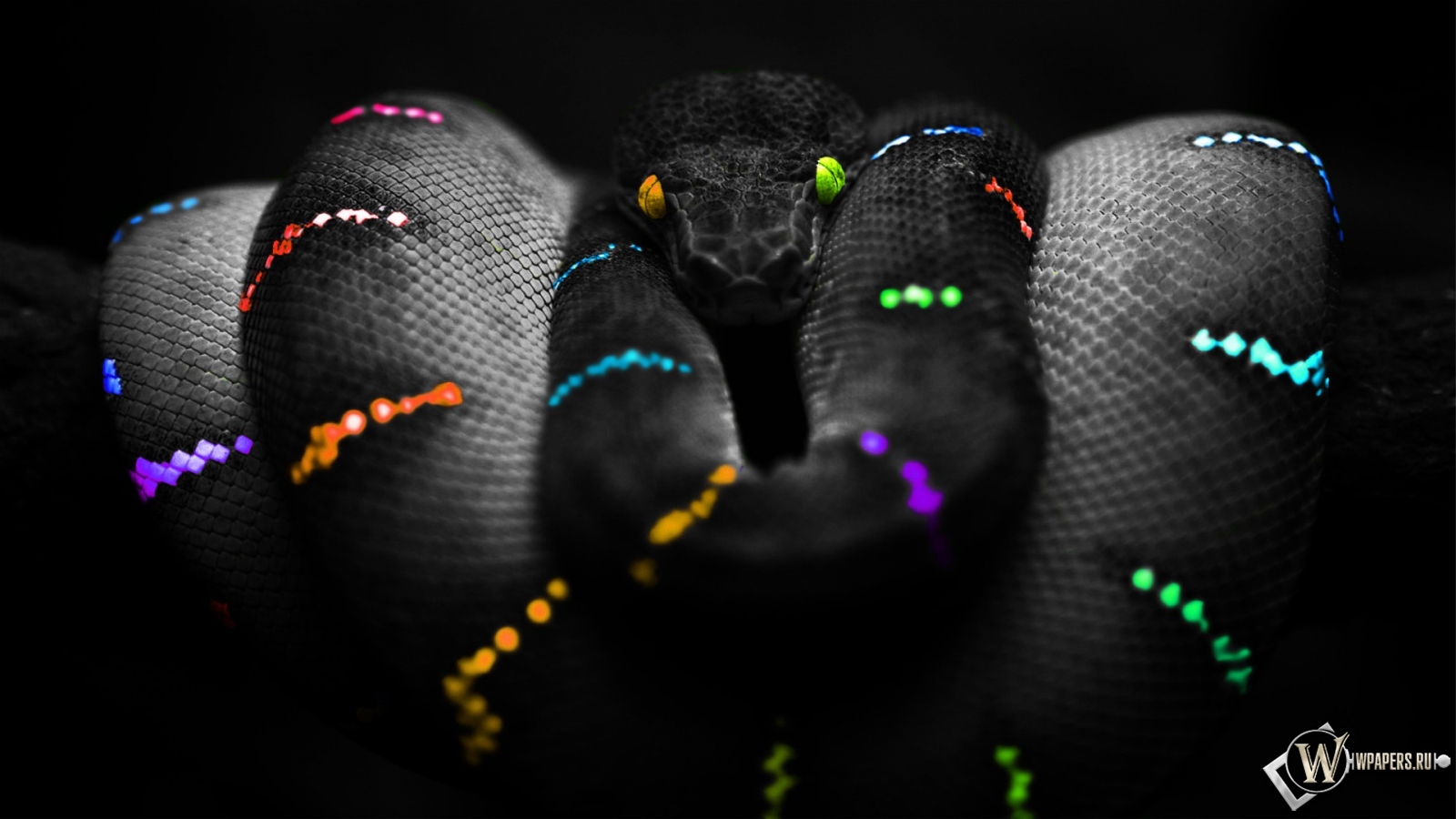 Цветная змея 1600x900