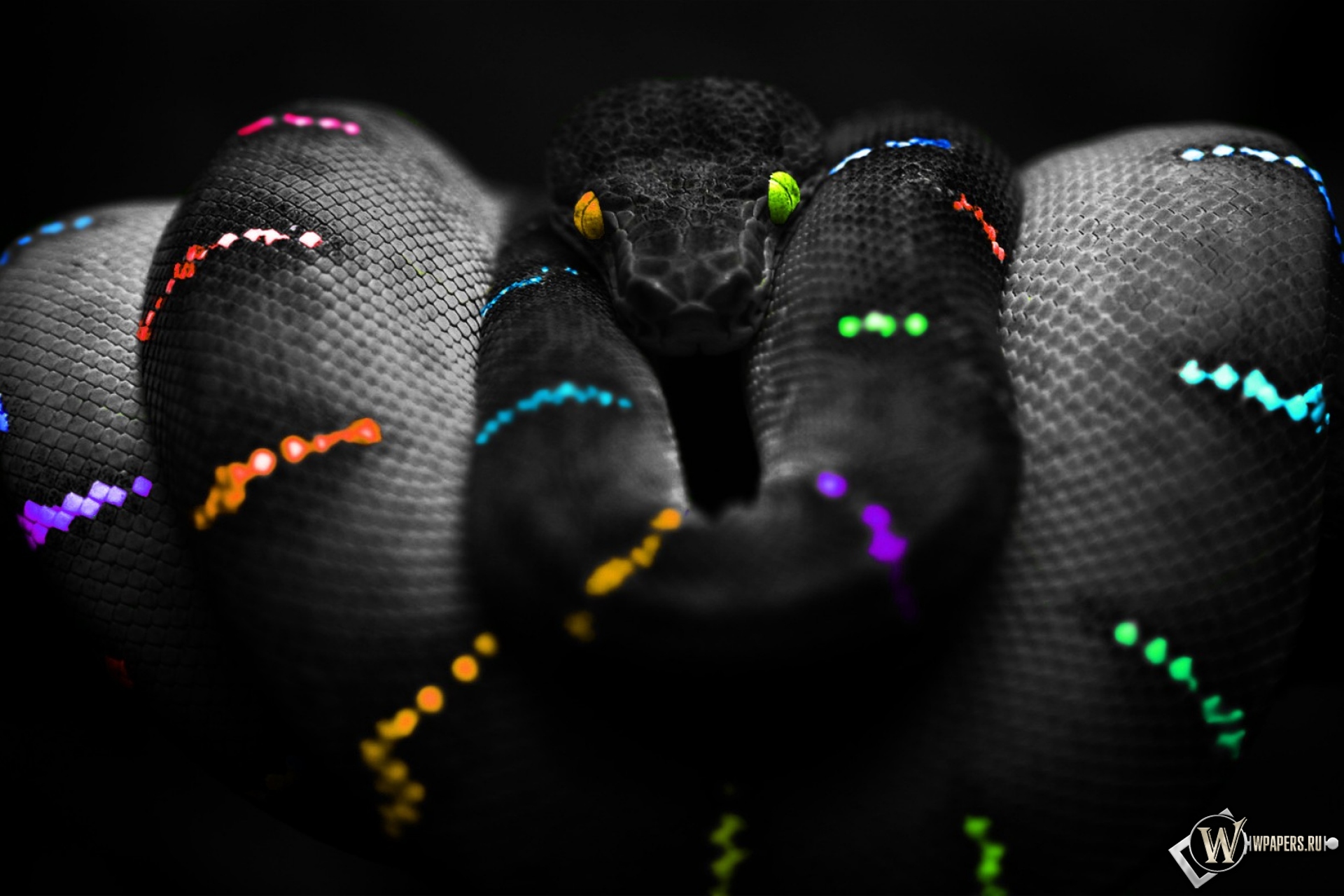 Цветная змея 1920x1280
