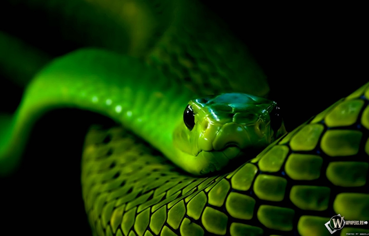 Зеленая змея 1200x768
