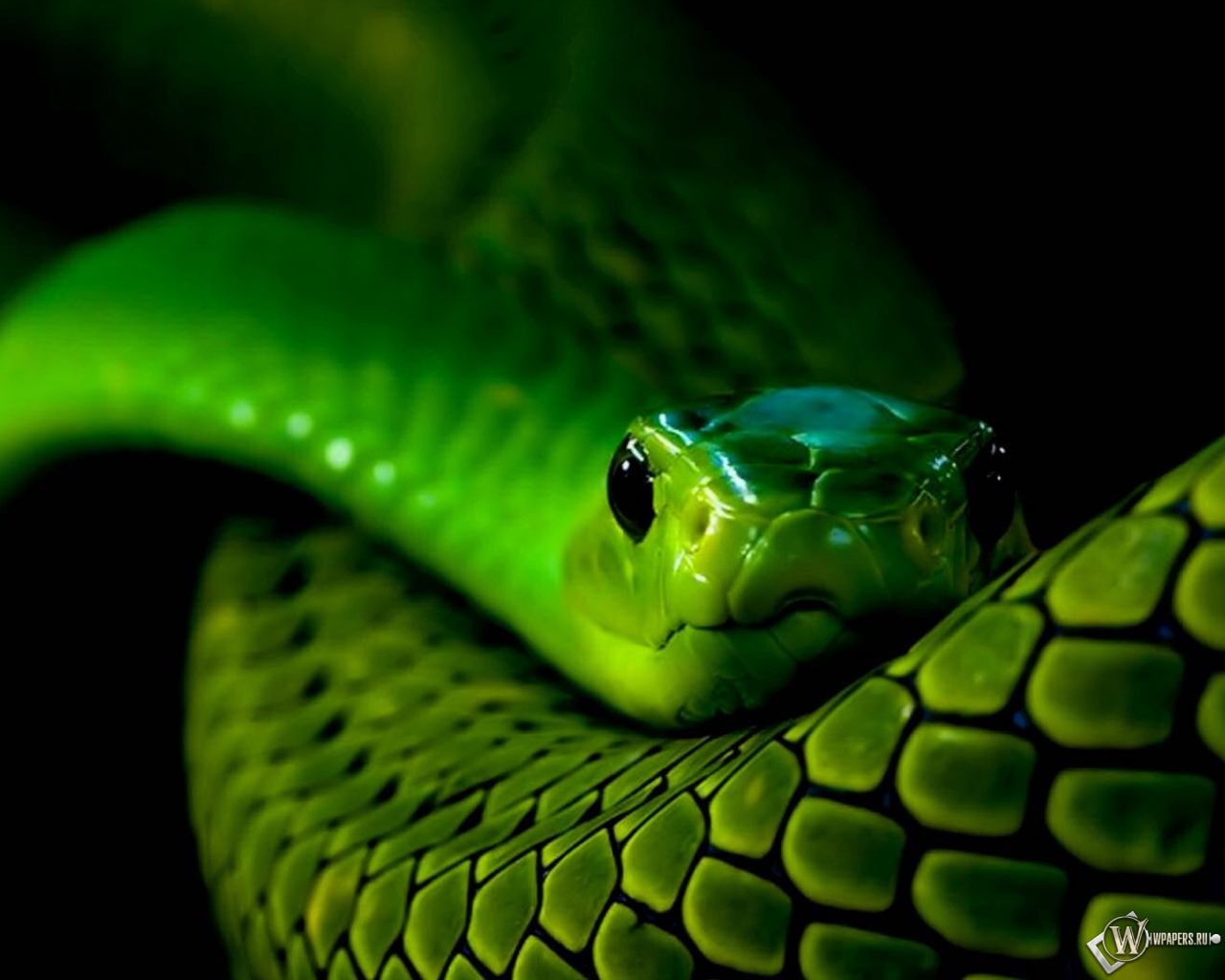 Зеленая змея 1280x1024