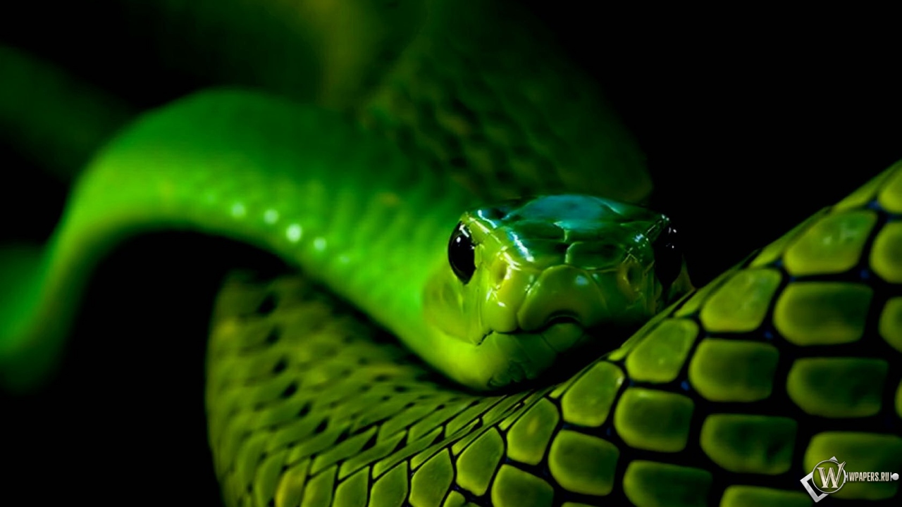 Зеленая змея 1280x720