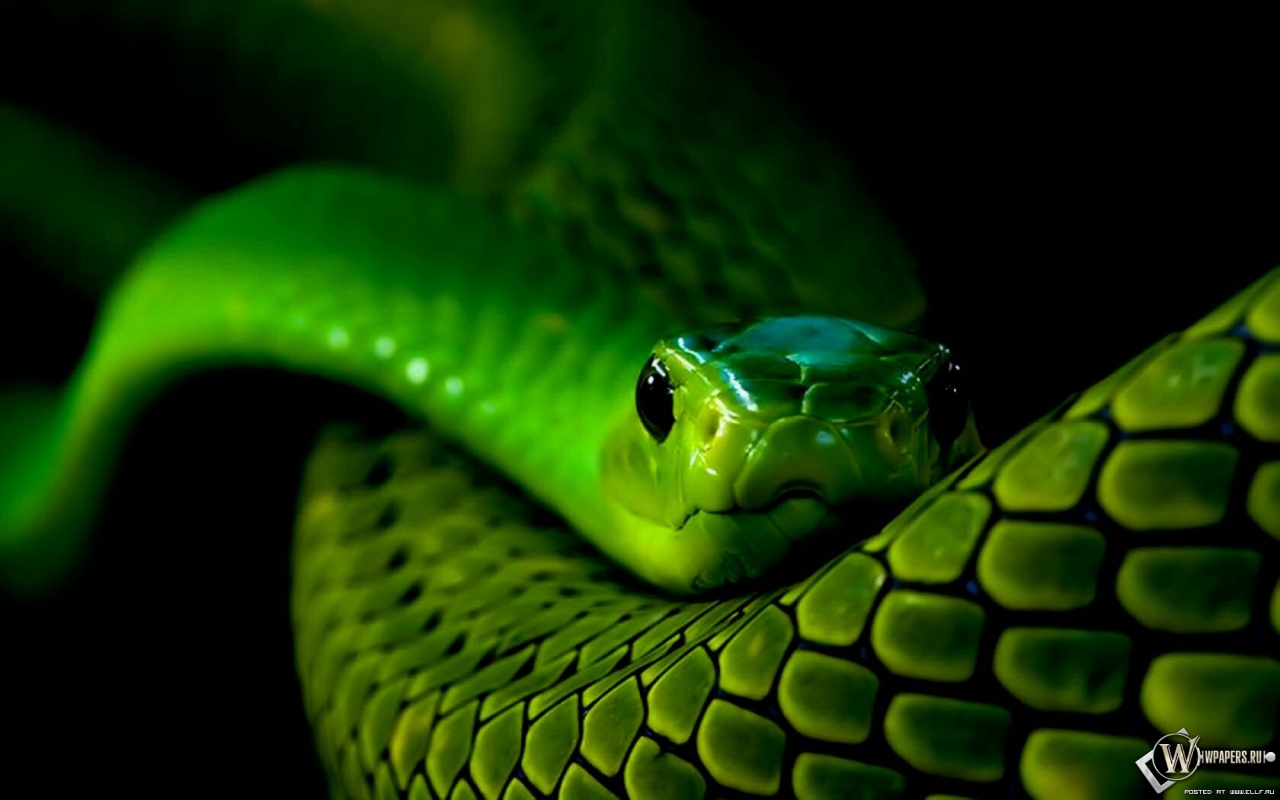 Зеленая змея 1280x800
