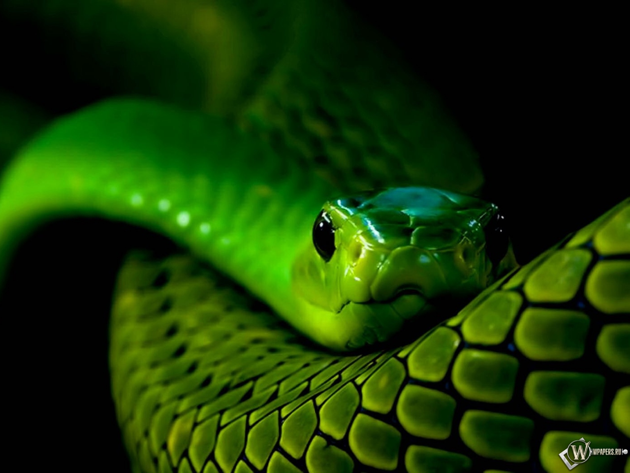 Зеленая змея 1280x960