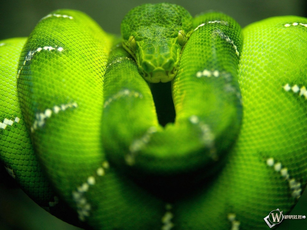 Зеленая змея 1024x768