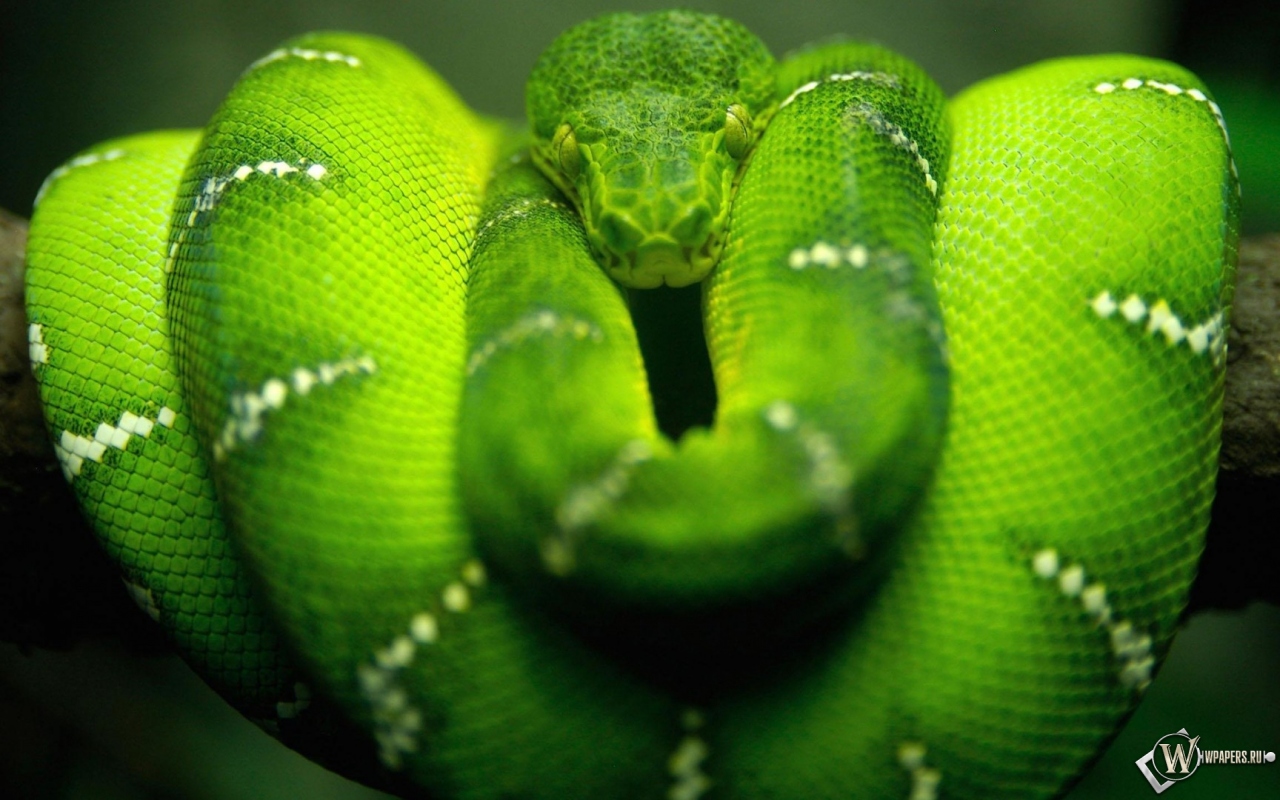 Зеленая змея 1280x800