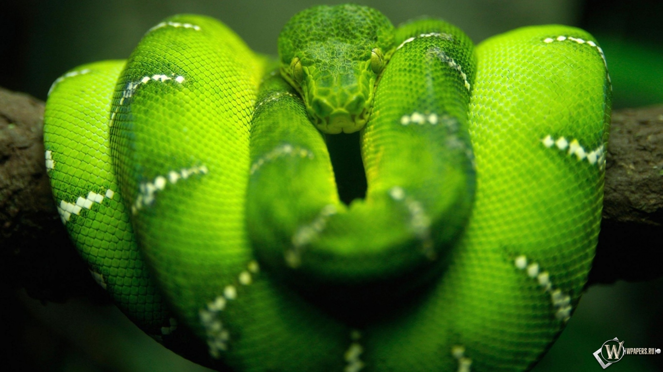 Зеленая змея 1366x768