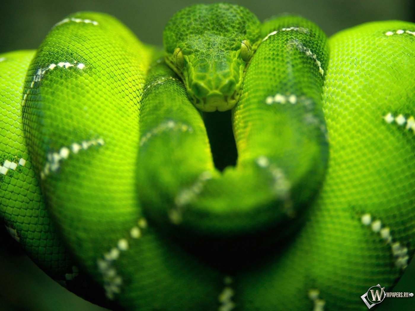 Зеленая змея 1400x1050