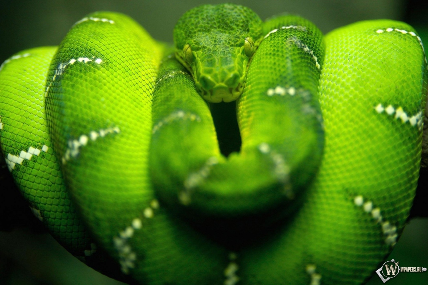 Зеленая змея 1500x1000
