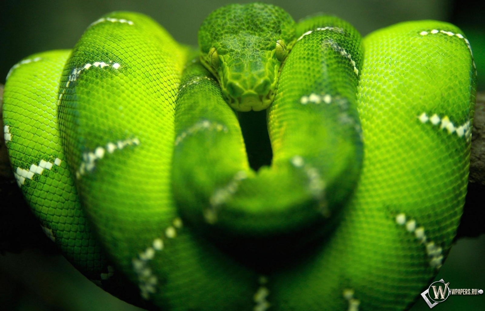 Зеленая змея 1600x1024