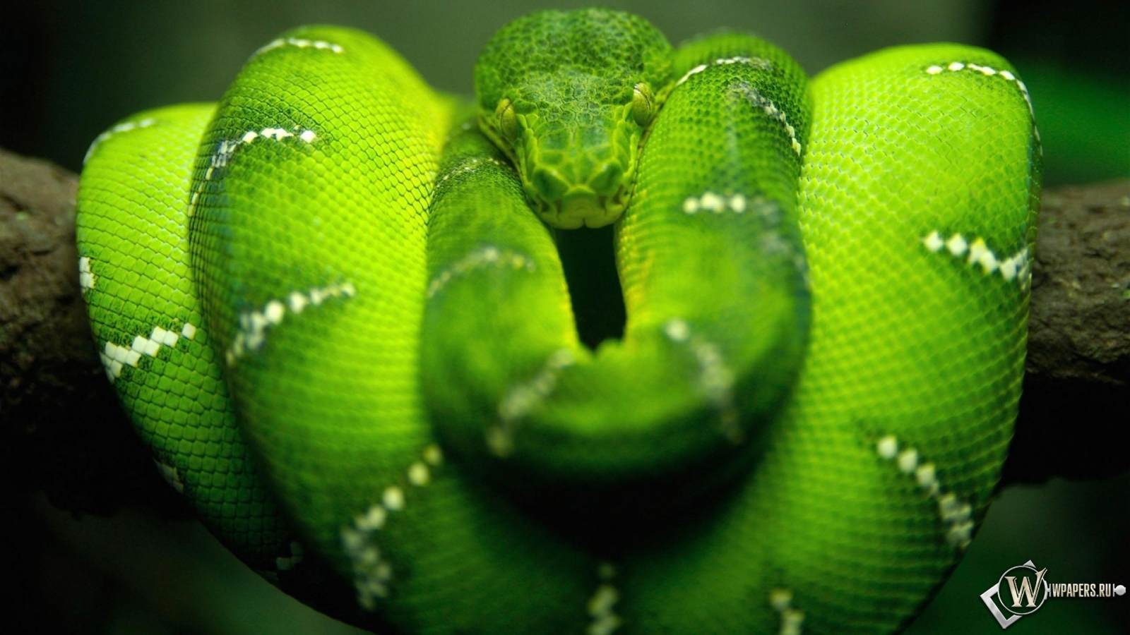 Зеленая змея 1600x900