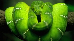 Обои Зеленая змея: Змея, Зелёный, Змеи