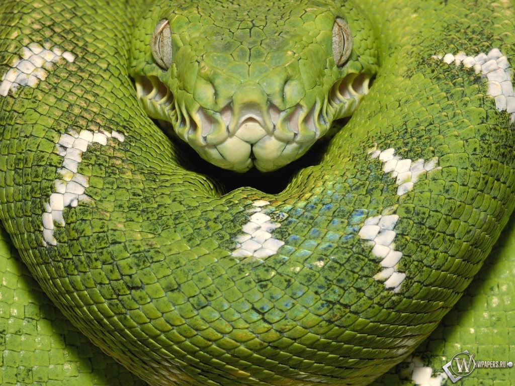Зеленая змея 1024x768