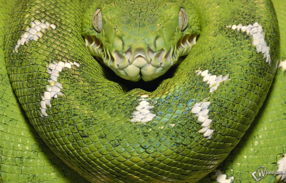 Зеленая змея 1200x768