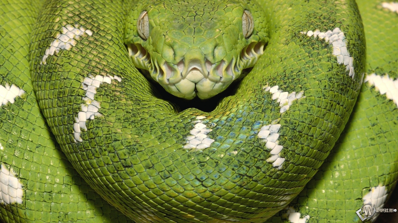 Зеленая змея 1366x768