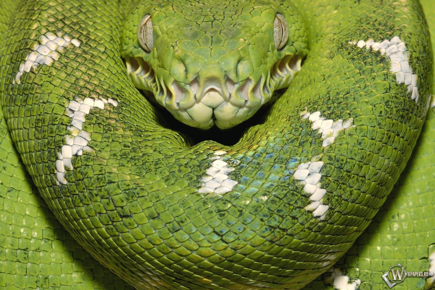 Зеленая змея 1500x1000