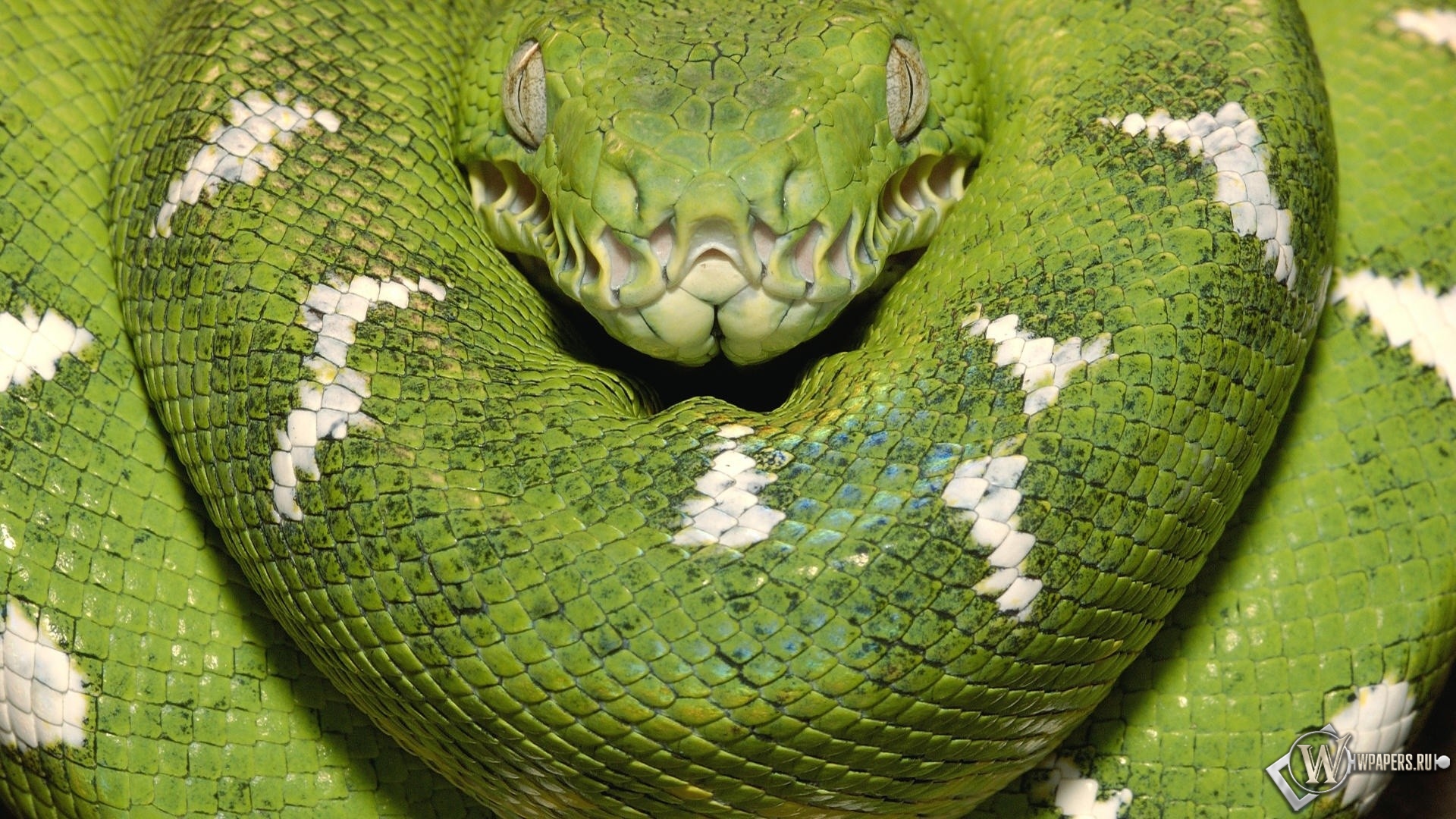 Зеленая змея 1920x1080