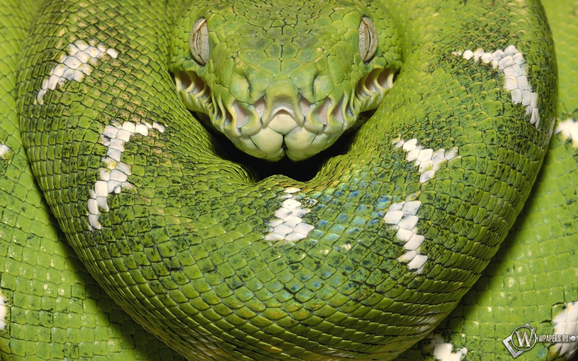 Зеленая змея 1920x1200