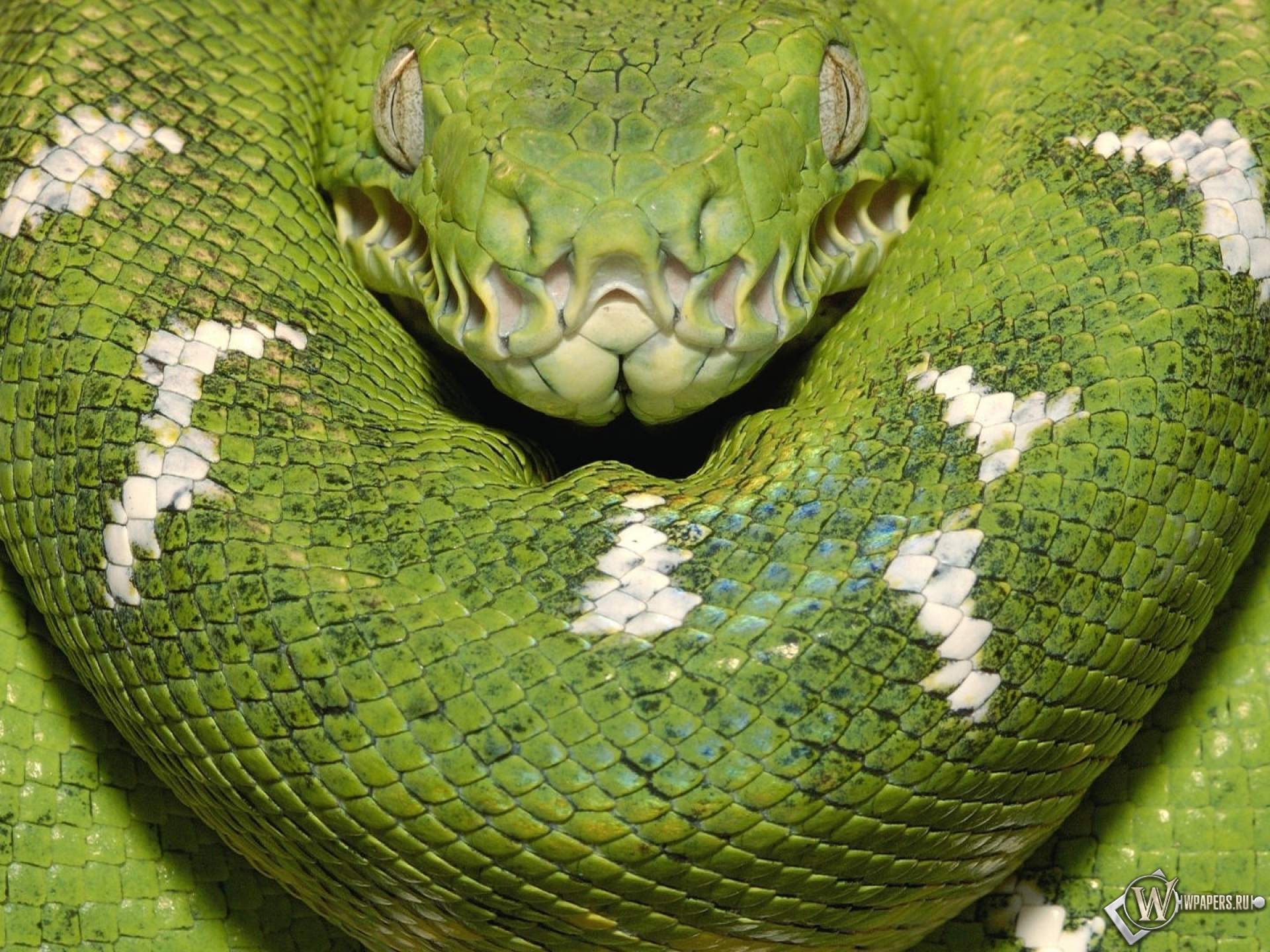 Зеленая змея 1920x1440