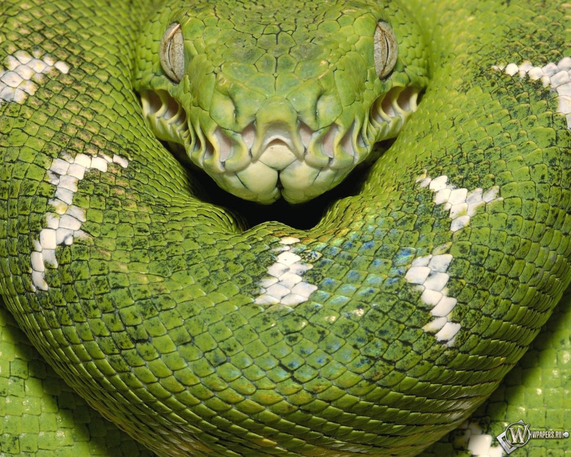 Зеленая змея 1920x1536