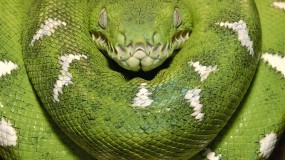 Обои Зеленая змея: Змея, Хищник, Зелёный, Змеи