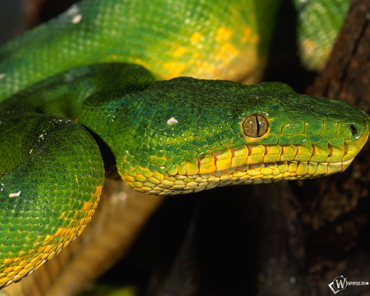 Зеленая змея 1280x1024