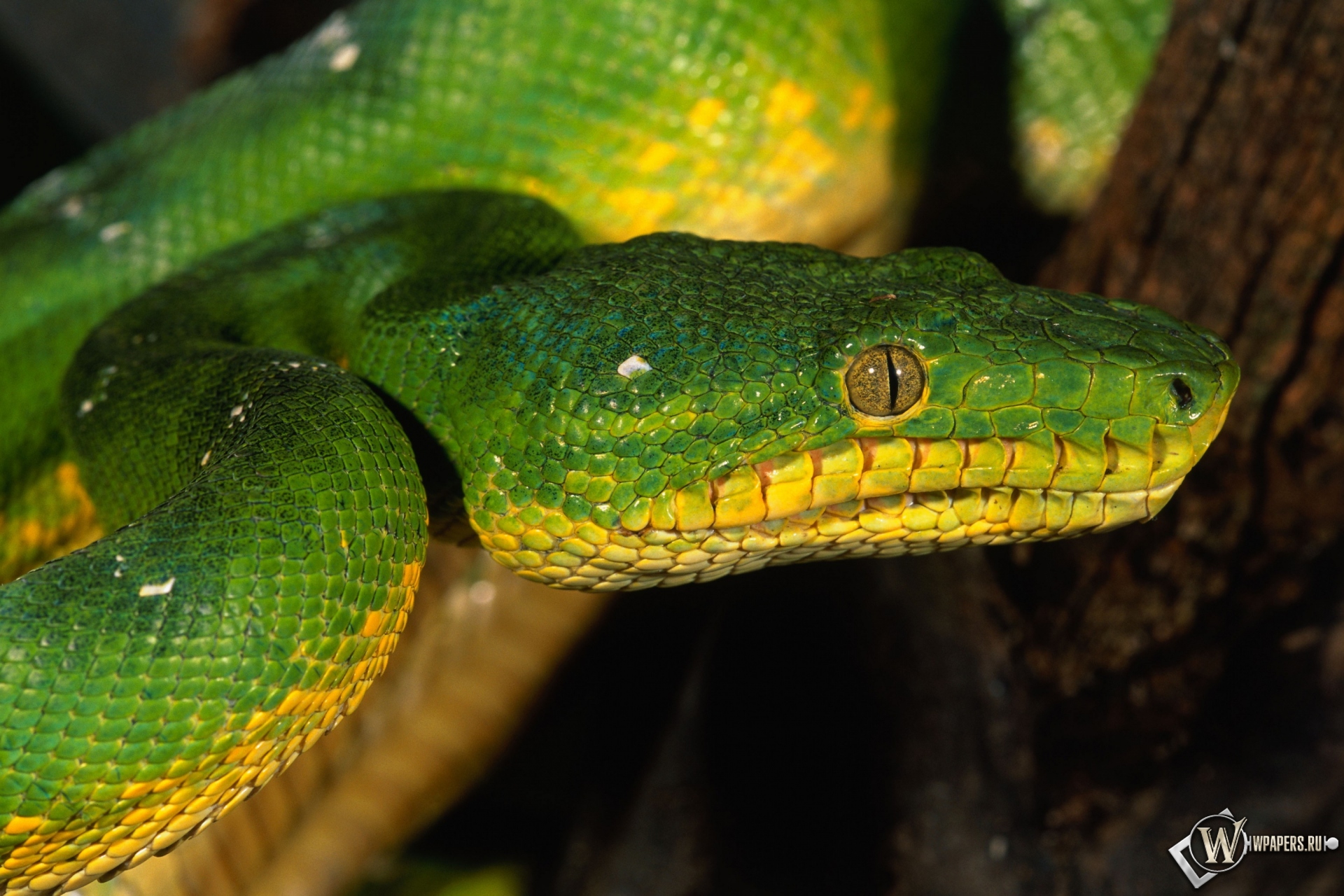 Зеленая змея 1920x1280
