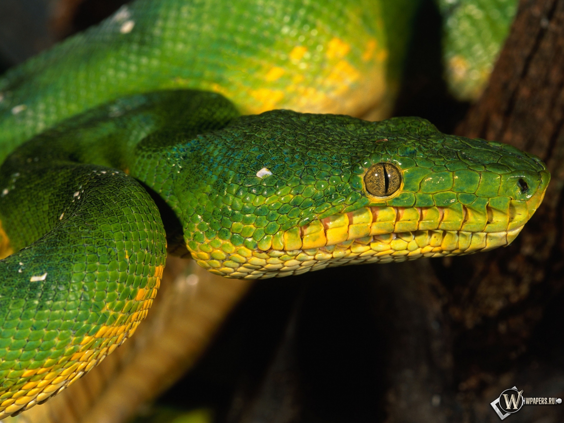 Зеленая змея 1920x1440