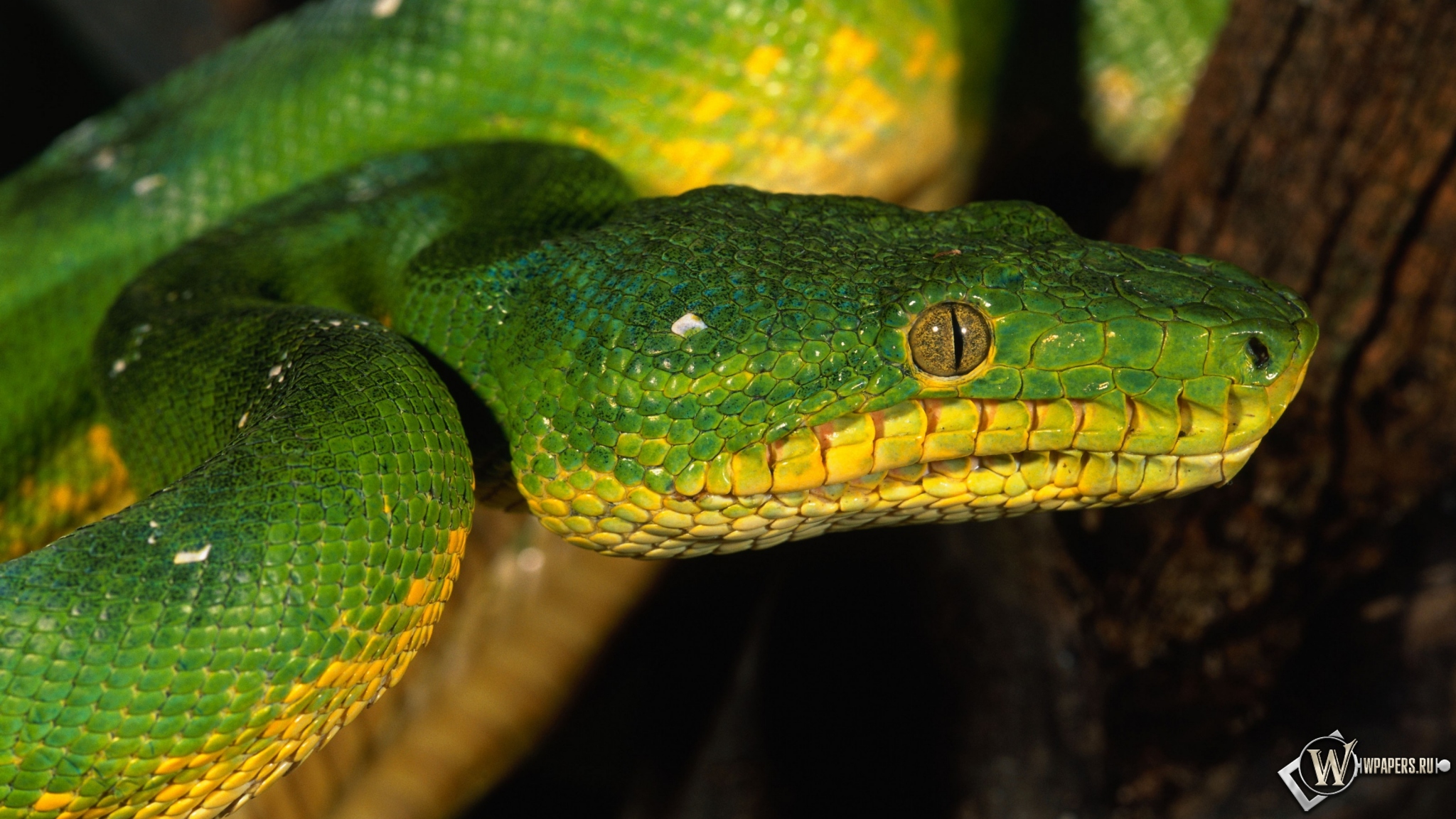 Зеленая змея 2048x1152