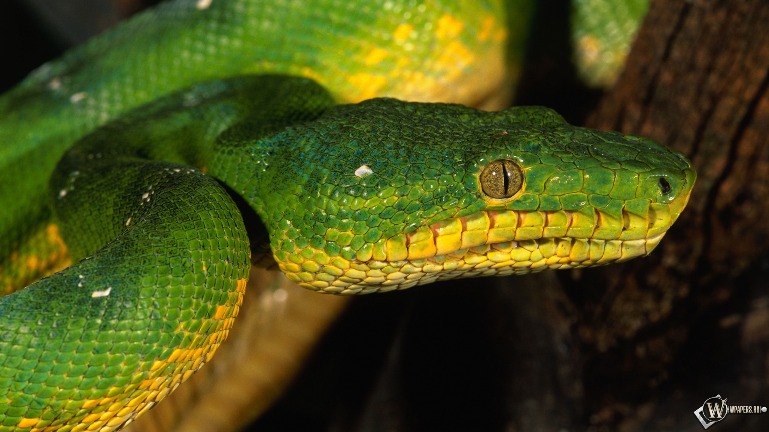 Зеленая змея 2560x1440