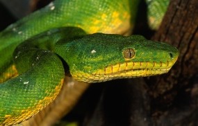Обои Зеленая змея: Змея, Глаз, Зелёный, Змеи