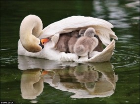 Обои Мать с детенышами: Лебеди, Мать, Детеныши, Лебеди