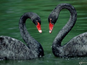 Обои Два черных лебедя: , Лебеди
