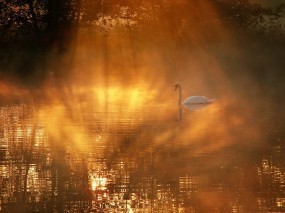 Обои Лебедь в озере: Озеро, Утро, Лебедь, Лебеди