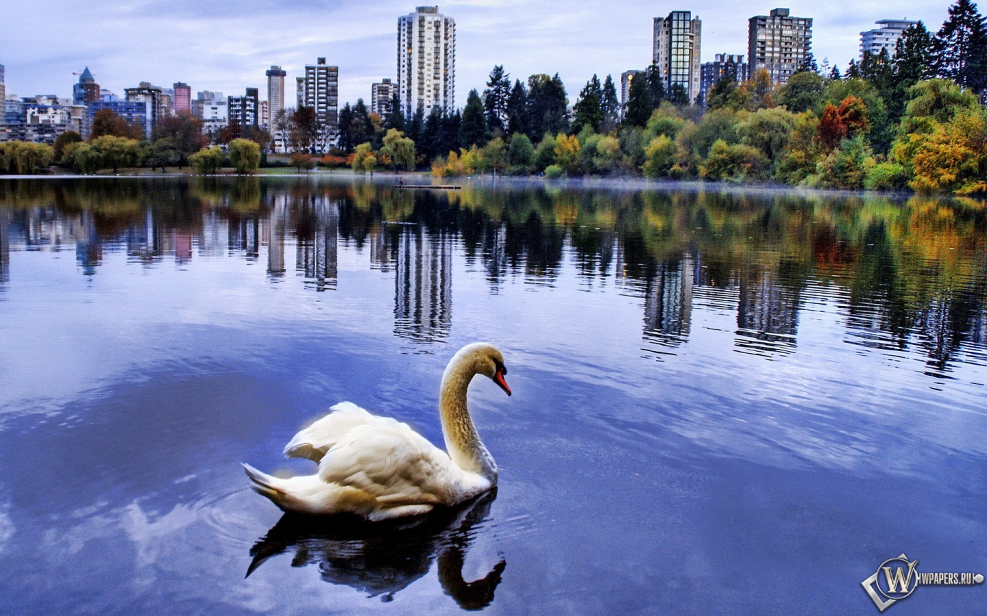 Лебедь в городском пруду 1440x900