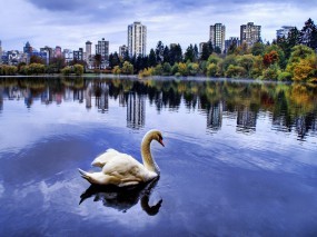 Лебедь в городском пруду