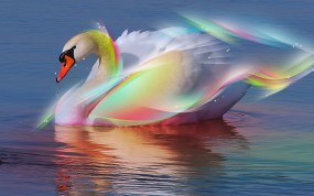 Обои Радужный лебедь: Вода, Радуга, Лебедь, Лебеди