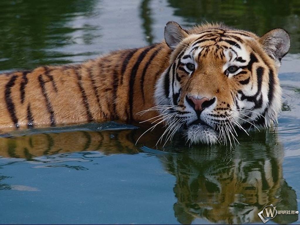 Тигр в воде 1024x768